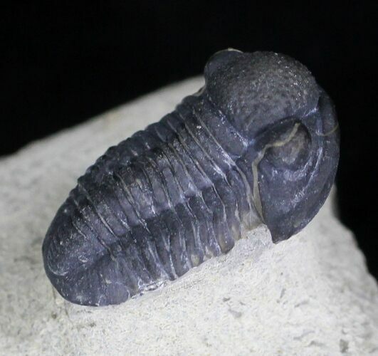 Gerastos Trilobite Fossil - Foum Zguid #21540